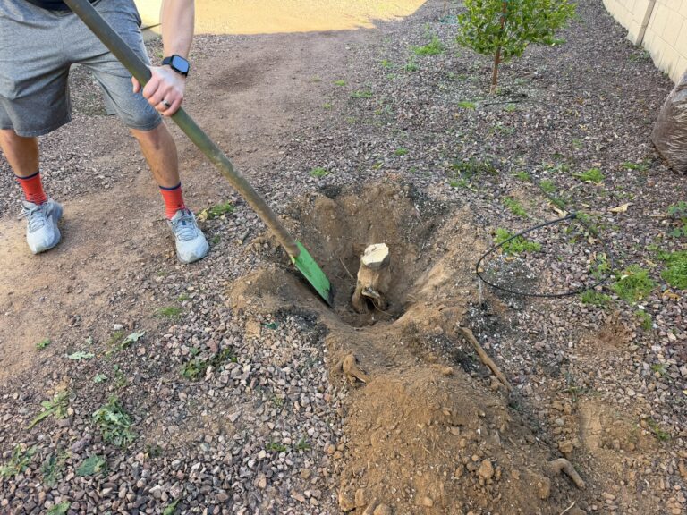 Removing a tree stump with a sharpshooter shovel in a backyard