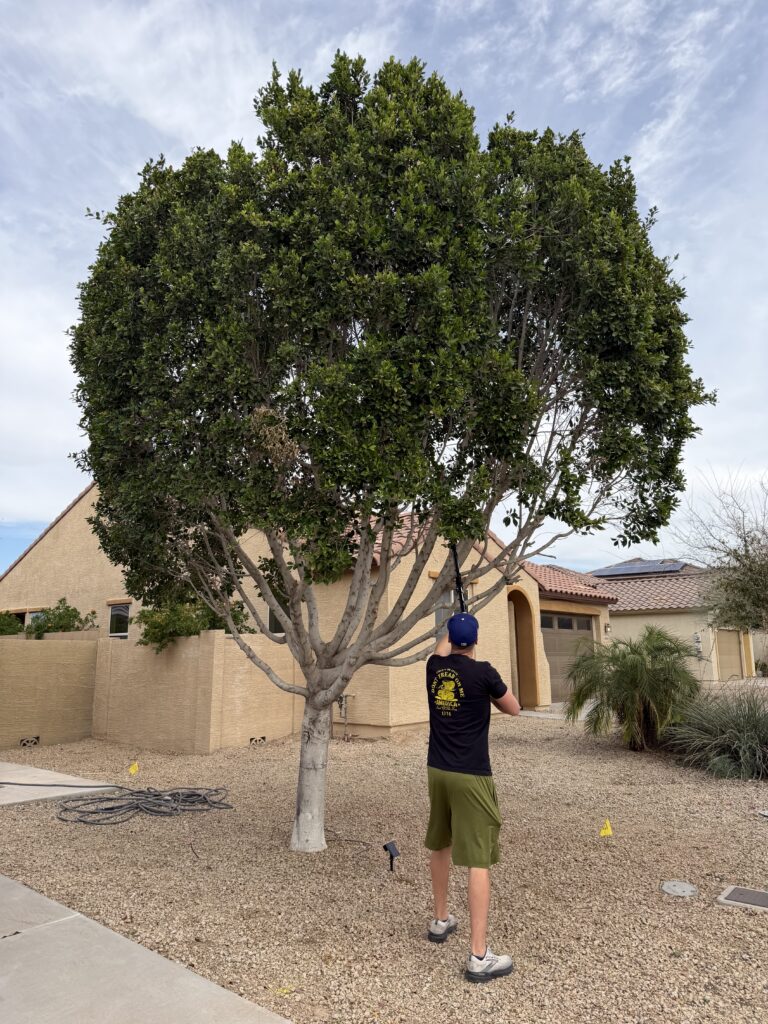 Trimming ficus tree branches using extending pruners to open canopy